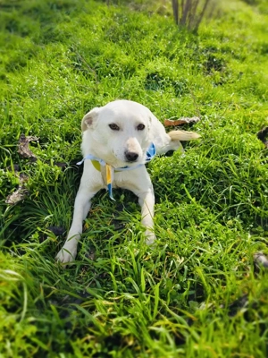 Wunderschöne Pami sucht Körbchen 