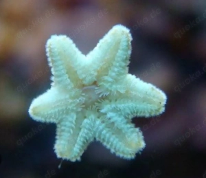 Meerwasser Seestern Gänsefußseestern