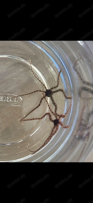 Meerwasser kleiner Schlangenseestern Seestern