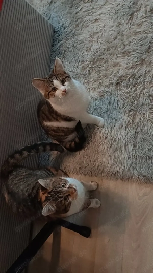 2 liebe, schöne & süße Geschwisterkatzen 