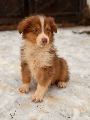 Australien Sheperd Welpen