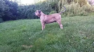 Bauland (  in Reichweiler, für 'Seniorenwohnheim' ...ca.1500m2 voll erschlossen Bild 5