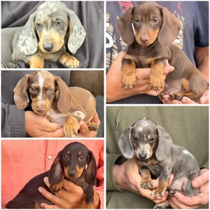 Liebevolle Dackelwelpen suchen ein neues Zuhause   