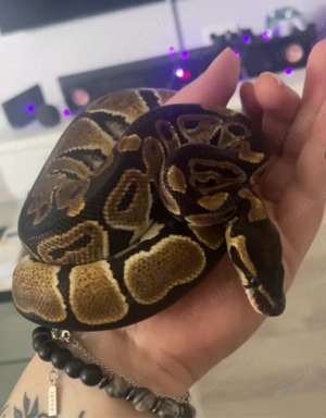 Königspython zu verkaufen