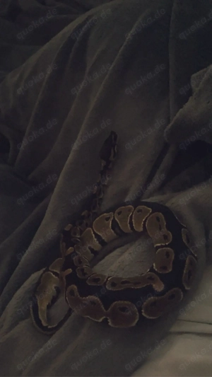 Terrarium und Königspython abzugeben