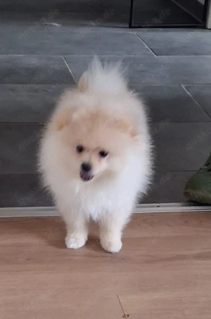 Spitzbabys suchen neues Zuhause 