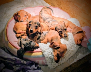 Abgabebereit Zwergdackel Welpen Zwerg Dackel 