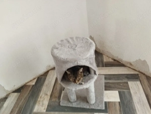 Katze   sterelisiert 15. Jahre