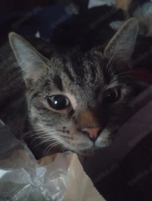 Junger kleiner Karter zu verschenken 