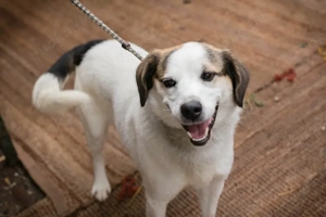 *CASPER* Ein lieber, braver Rüde, der ein etwas ruhigeres Zuhause sucht