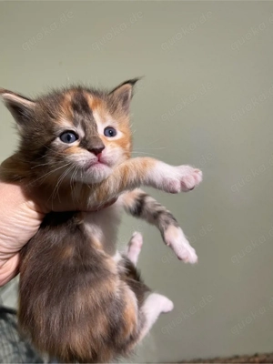 Maine coon kitten eltern haben stammbau