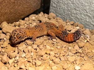 Leopardgecko   Männchen, Farbvariante Mandarin Clown abzugeben  