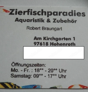 Elefantenrüsselfisch Bild 3