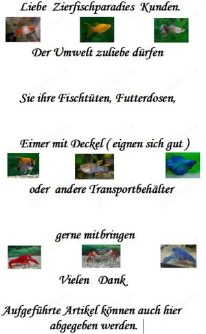 Elefantenrüsselfisch Bild 4