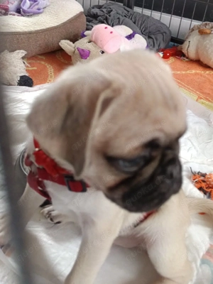 Reinrassiger Mopswelpe aus liebevoller Aufzucht abzugeben