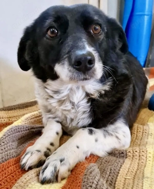 Dankbare, sanfte Schönheit Taja