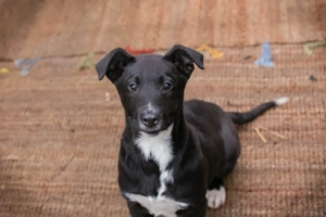 Welpe *JIMMY* Ich bin lieb, menschenbezogen, sozial, und ich lerne gerne und schnell