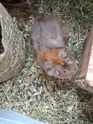 Meerschweinchen abzugeben 