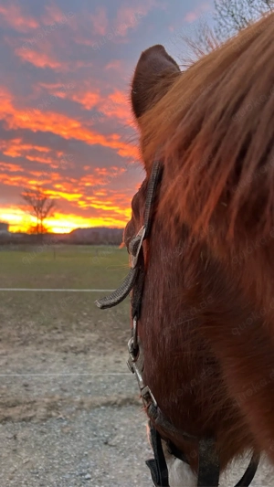 Suche Reitbeteiligung für WB-Wallach (PsR)