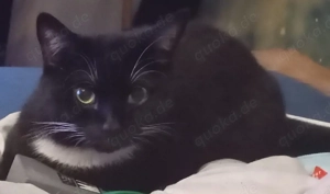 Lady und Moon zu verschenken 