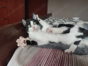 Kitten Katze Kater Tierschutz Bundesweite Vermittlung 