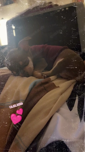 Chihuahua rehpinscher 