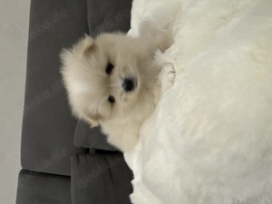 Süße Zwergspitz Welpen Bild 2