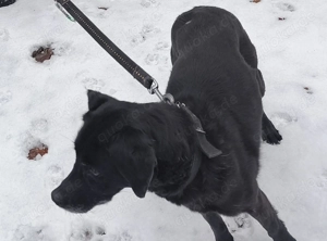 2 ältere Hundedamen abzugeben