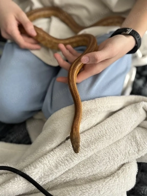 DRINGEND Kornnatter 1.0 geb. 2018 - Caramel Toffe Tessera het Amel Strip Poss Bloodred Anery Motley