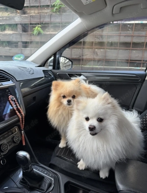 Süße Zwergspitz Welpen Bild 3