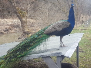 Verkaufe Pfaueneier (blaue Pfaue) - Bruteier