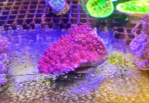 Meerwasser korallen stock und ableger 