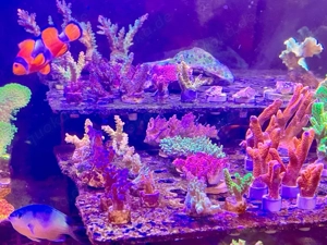 Meerwasser korallen stock und ableger 