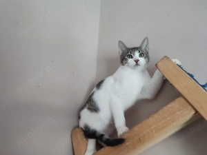 Kitten Katze Tierschutz Bundesweite Vermittlung  Bild 3