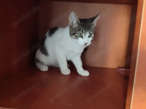 Kitten Katze Tierschutz Bundesweite Vermittlung  Bild 5