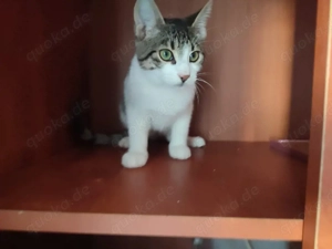 Kitten Katze Tierschutz Bundesweite Vermittlung  Bild 6