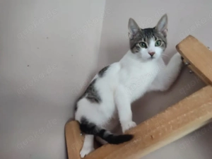 Kitten Katze Tierschutz Bundesweite Vermittlung  Bild 4