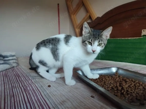 Kitten Katze Tierschutz Bundesweite Vermittlung  Bild 8