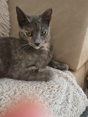 Kitten Katze Kater Tierschutz Bundesweite Vermittlung 