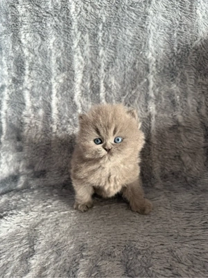 Perserkitten mit Nase