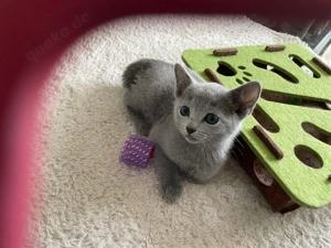 Reinrassige Russisch Blau Kitten mit Stammbaum