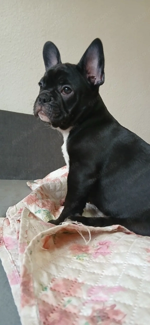 frensch boldog welpen