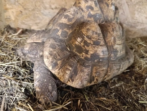 Pantherschildkröten Stigmochelys Pardalis