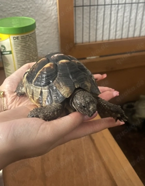 Notfall Vermittlung Testudo marginata