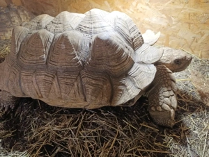 Spornschildkröten Centrochelys Sulcata
