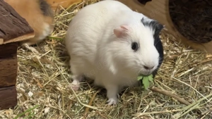 Meerschweinchen Böckchen 