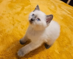 Verspielte Samtpfoten suchen ein liebevolles neues Zuhause