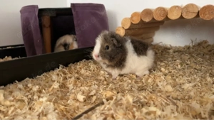 Meerschweinchen Weibchen 