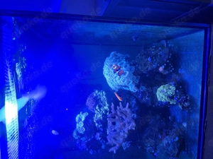 Meerwasser Aquarium komplett 120L 