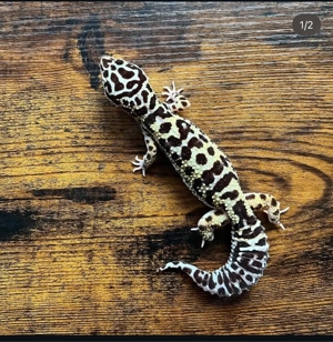 Leopardgecko 0.1 Bild 2